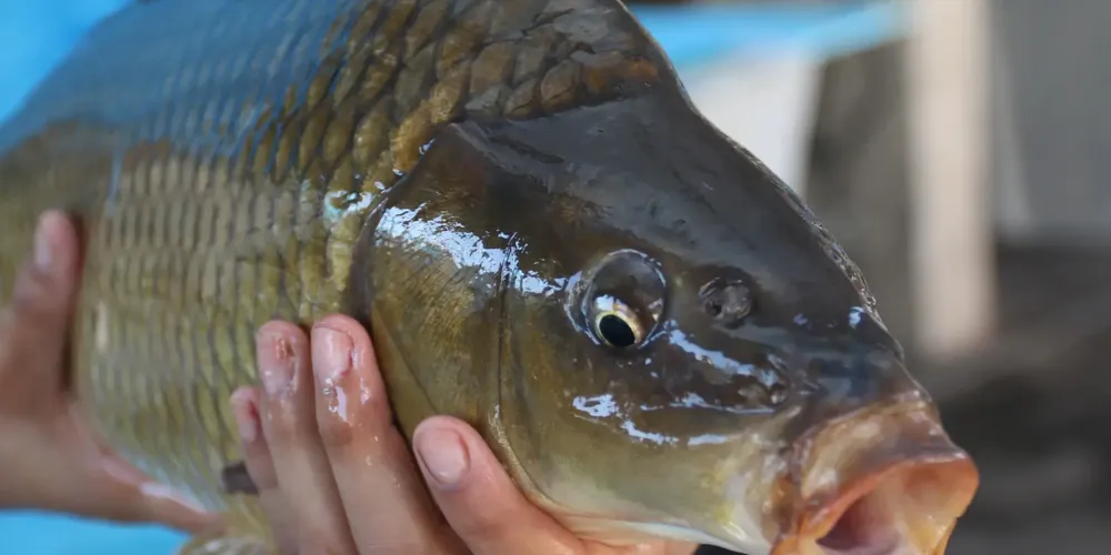 Peixes vivos também estão à venda na Feira do Peixe de Ponta Grossa