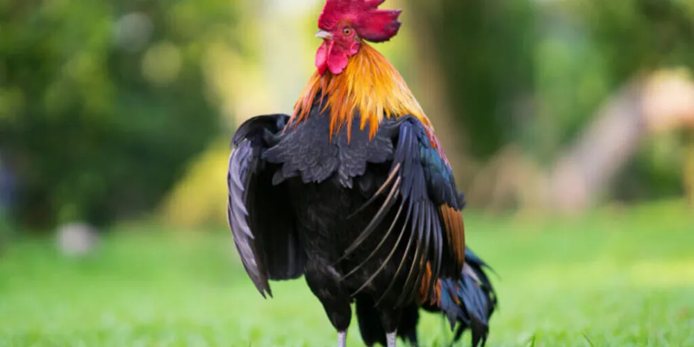 Condições podem fazer com que um animal apresente características tanto masculinas quanto femininas