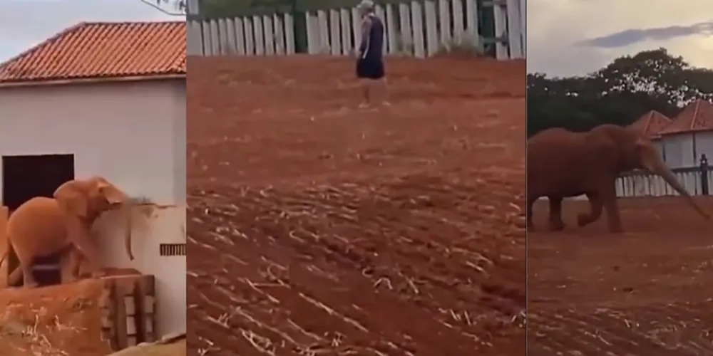 Em imagens que circulam nas redes sociais, é possível ver o homem indo em direção ao elefante e provocando o animal