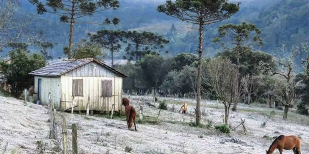 O frio não deve causar prejuízo na fase inicial da semeadura do trigo