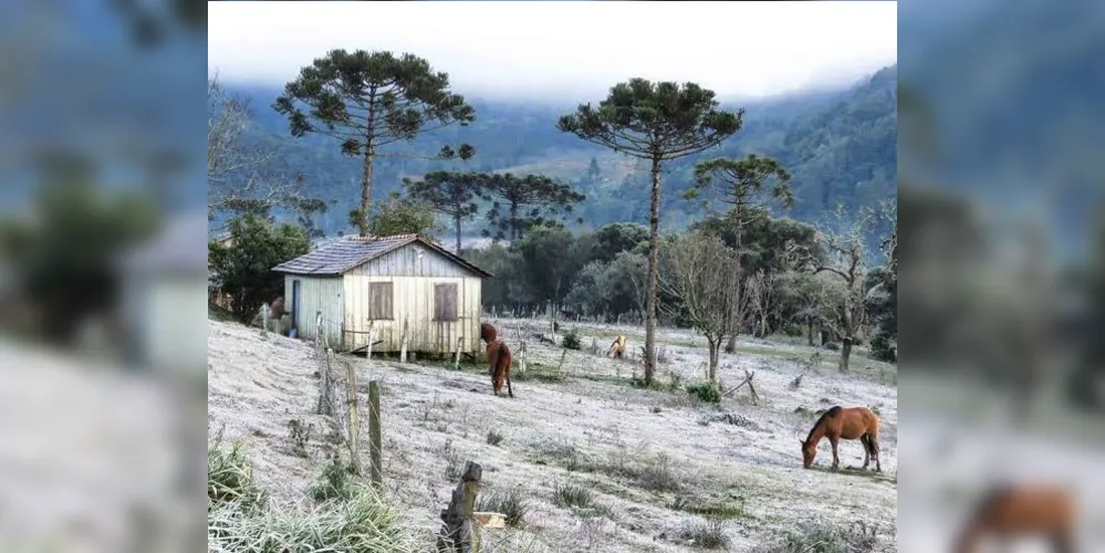 O frio não deve causar prejuízo na fase inicial da semeadura do trigo