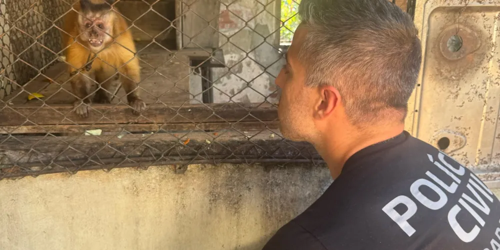 Chita será encaminhada para um santuário