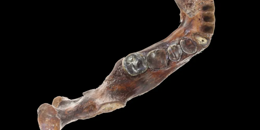 O fragmento foi descoberto por um pescador no fundo do Canal de Penghu