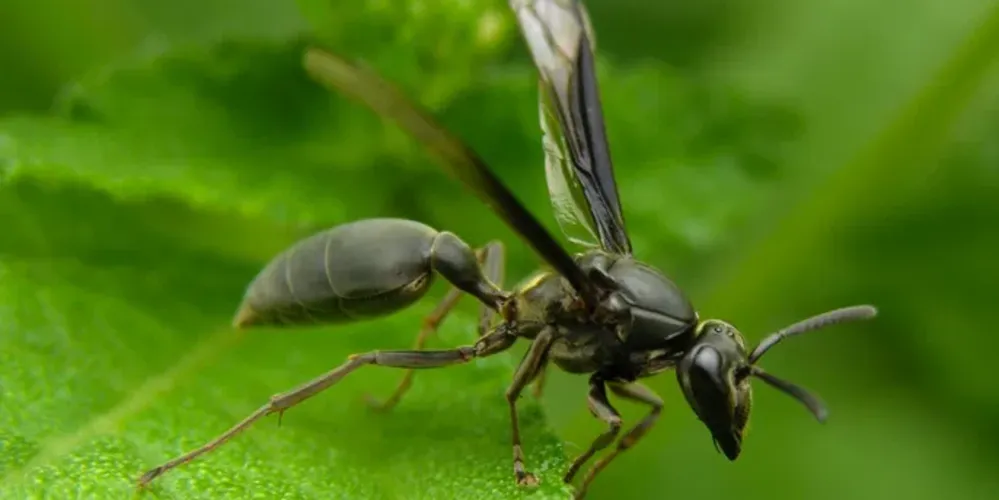 Não há informações sobre a espécie dos insetos