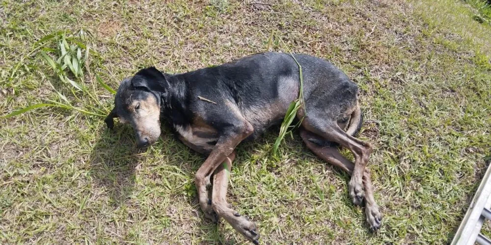O animal se encontrava bastante debilitado e necessitava de ajuda imediata