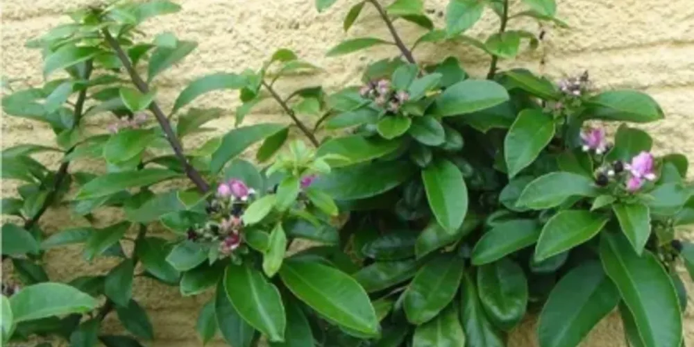 O ora-pro-nóbis é apresentado pelos fabricantes como uma substância que auxilia na perda de peso