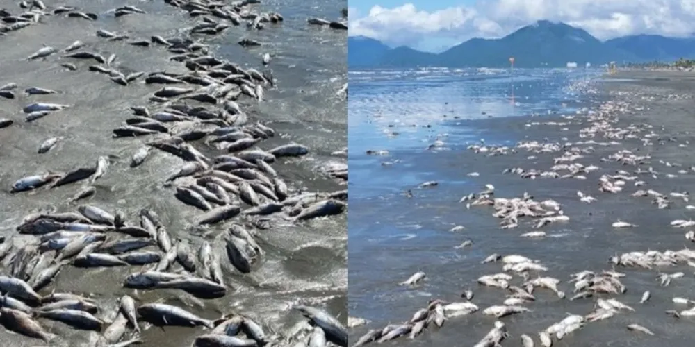 A praia da cidade amanheceu cheia de bagres brancos mortos