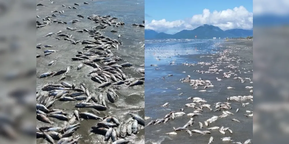 A praia da cidade amanheceu cheia de bagres brancos mortos