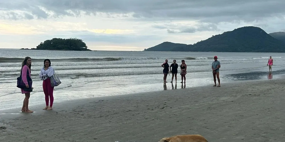 Cachorro ficou ao lado do corpo do dono a todo instante