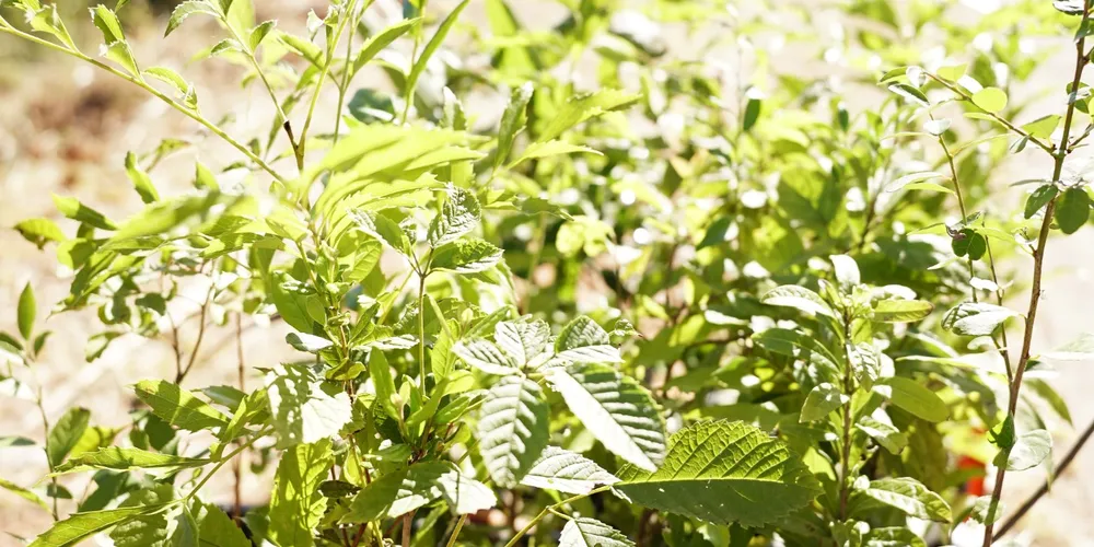 Além das ações práticas, a conscientização também esteve em pauta, por meio da educação ambiental