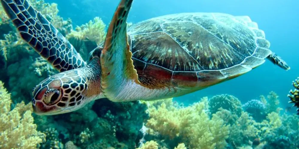 Litoral registou um aumento no encalhe de tartarugas-marinhas