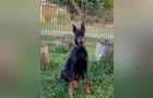 Família de PG pede ajuda para encontrar Dobermann desaparecido