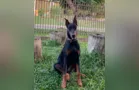 Família oferece recompensa para quem encontrar cão desaparecido em PG