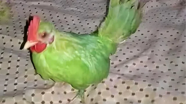 Homem pinta galo de verde e tenta vendê-lo como papagaio | aRede