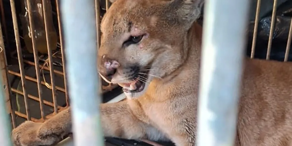 Após captura e avaliação por parte de técnicos do Instituto Água e Terra, onça-parda foi devolvida à natureza