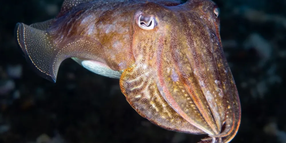 A capacidade cognitiva das sépias, que também são conhecidas como chocos, é muito grande