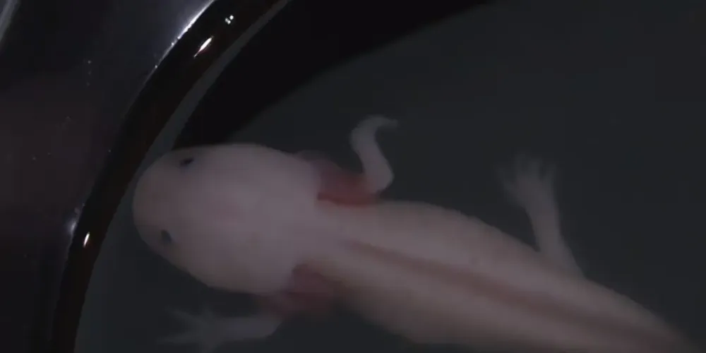 A compra e venda desse anfíbio é crime ambiental no Brasil