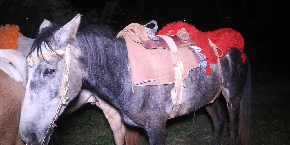 Cavalo acessou a pista e foi atingido
