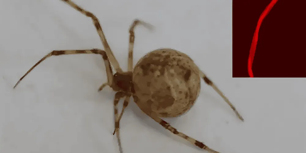 Esta é a primeira aranha geneticamente modificada do mundo
