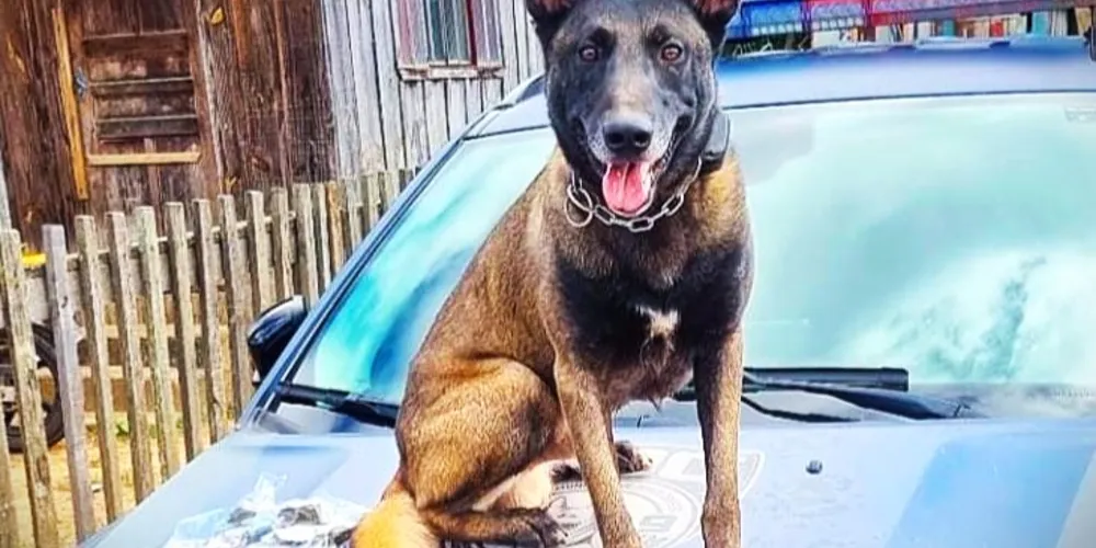 Cão Bolt desceu da viatura e localizou o entorpecente