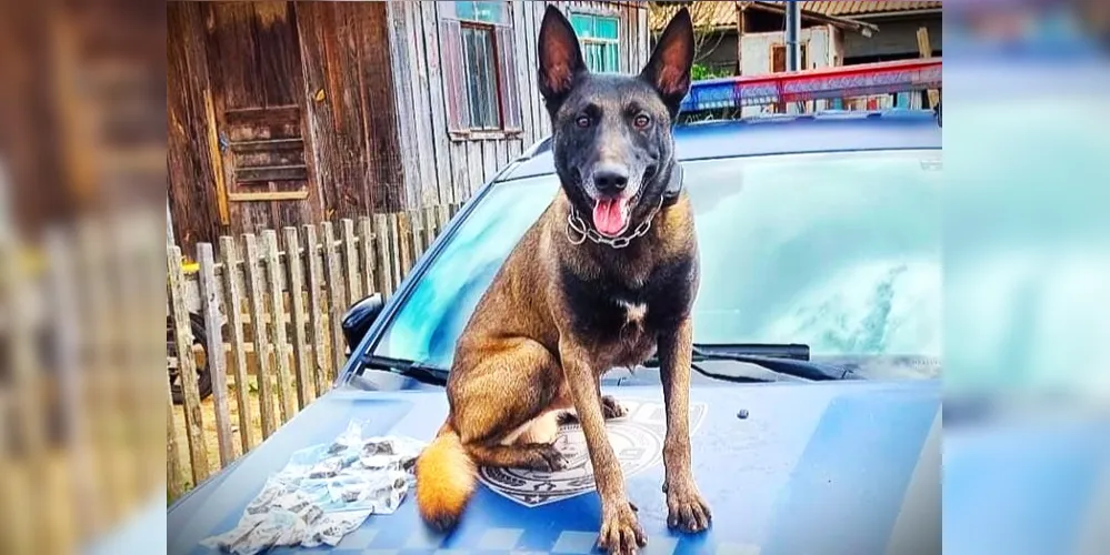 Cão Bolt desceu da viatura e localizou o entorpecente