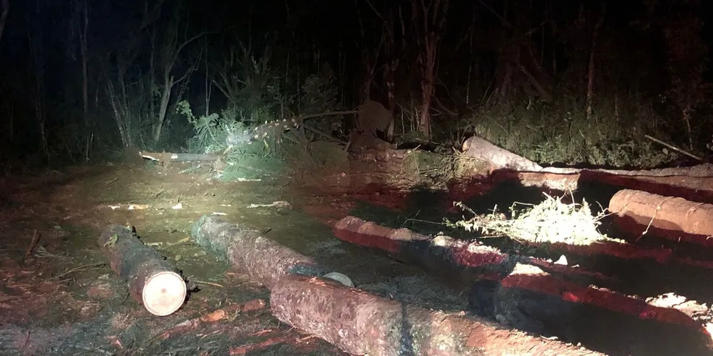 Toras estavam sendo transportadas em um caminhão