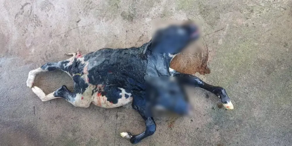 O animal nasceu numa fazenda no interior de Roraima