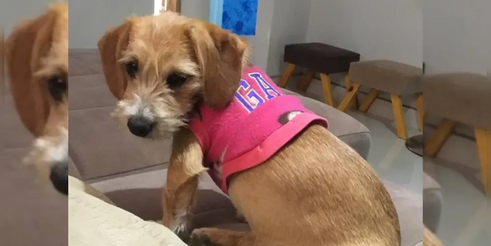 Cachorrinha Agatha