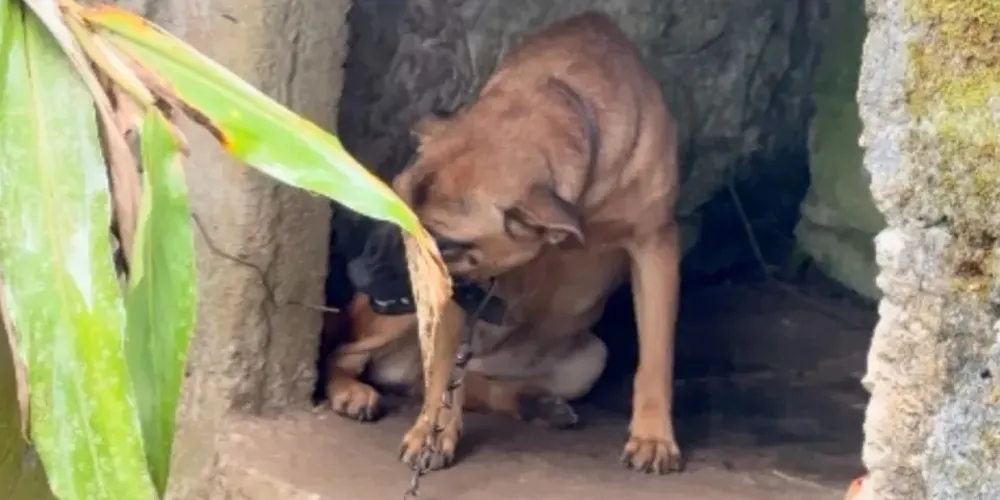 Os animais estavam em situação de maus-tratos