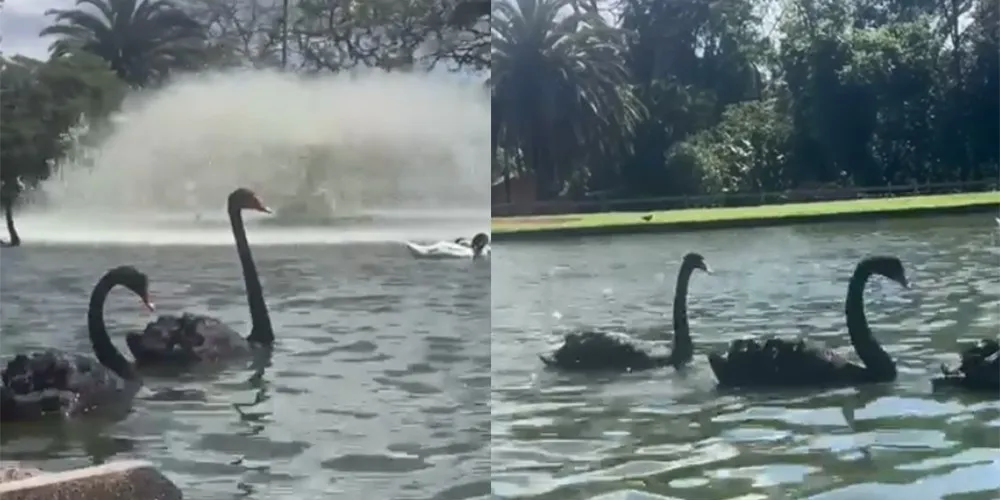 Animais morreram na terça-feira (13)