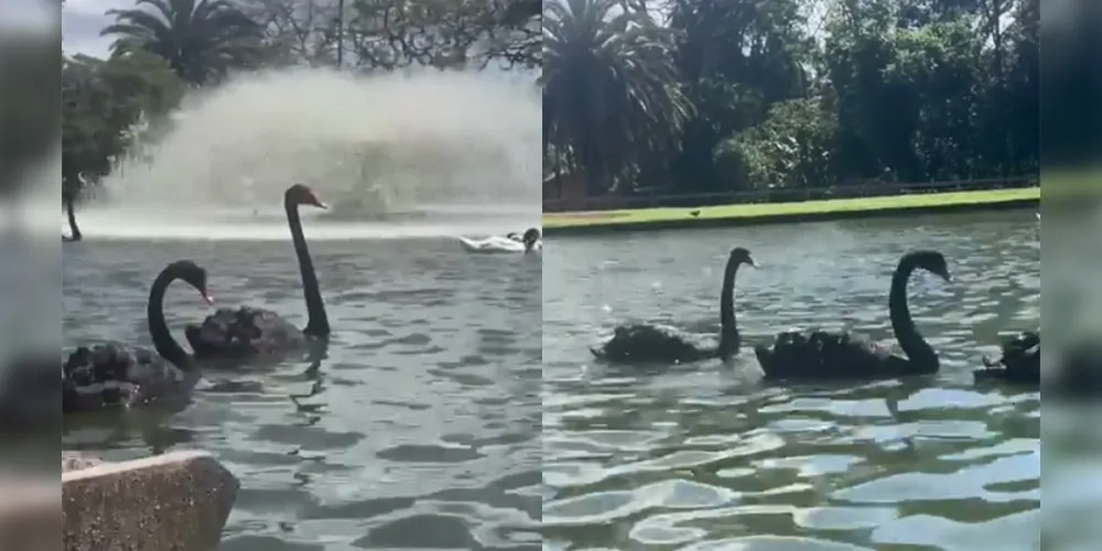 Animais morreram na terça-feira (13)