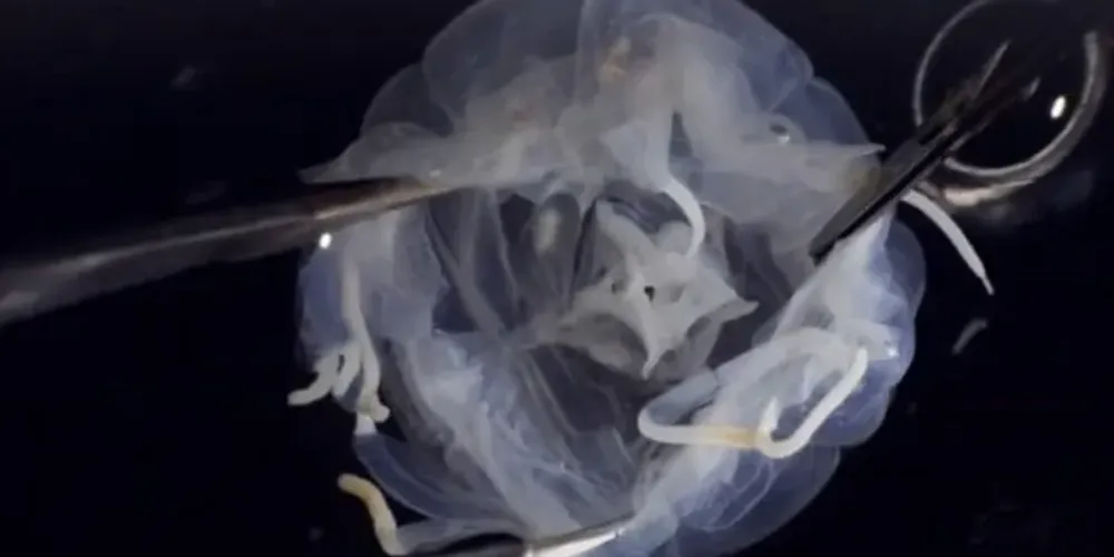 Cada grupo inclui dois olhos maiores e quatro menores