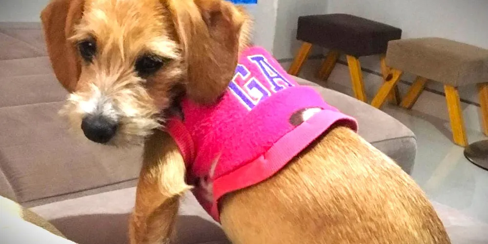 Animal doméstico que foi atropelado e jogado no compactador de lixo