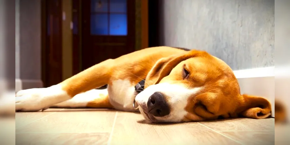 Doença crônica causou inflamação das gengivas do animal doméstico