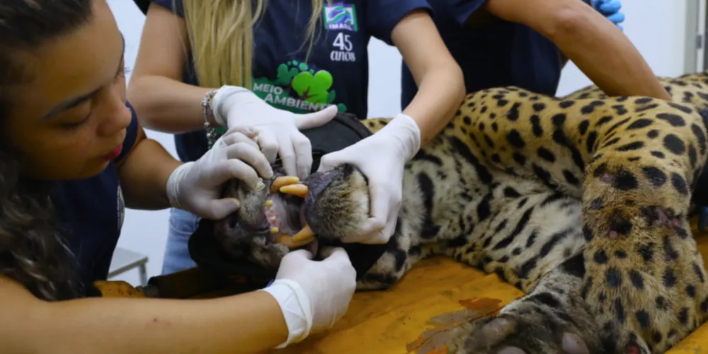 Animal está com alto grau de desidratação e rins e fígado comprometidos