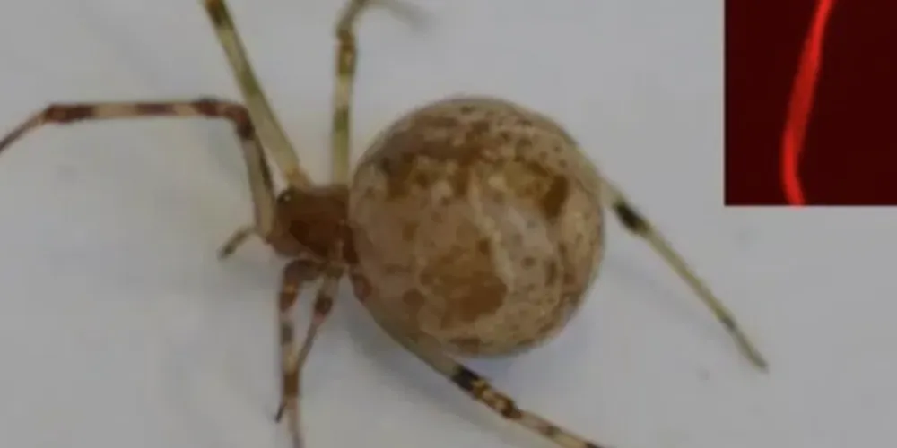 A inovação representa um avanço na ciência dos materiais, já que as teias de aranha são conhecidas por sua leveza e resistência