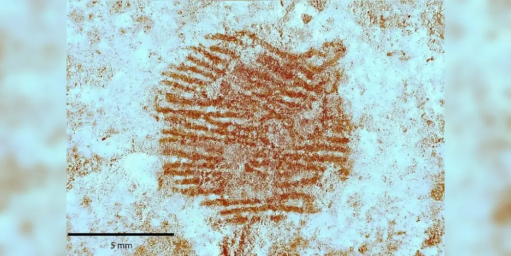 Exames microscópicos do ponto vermelho revelaram as espirais da impressão digital neandertal que o formou há cerca de 43 mil anos