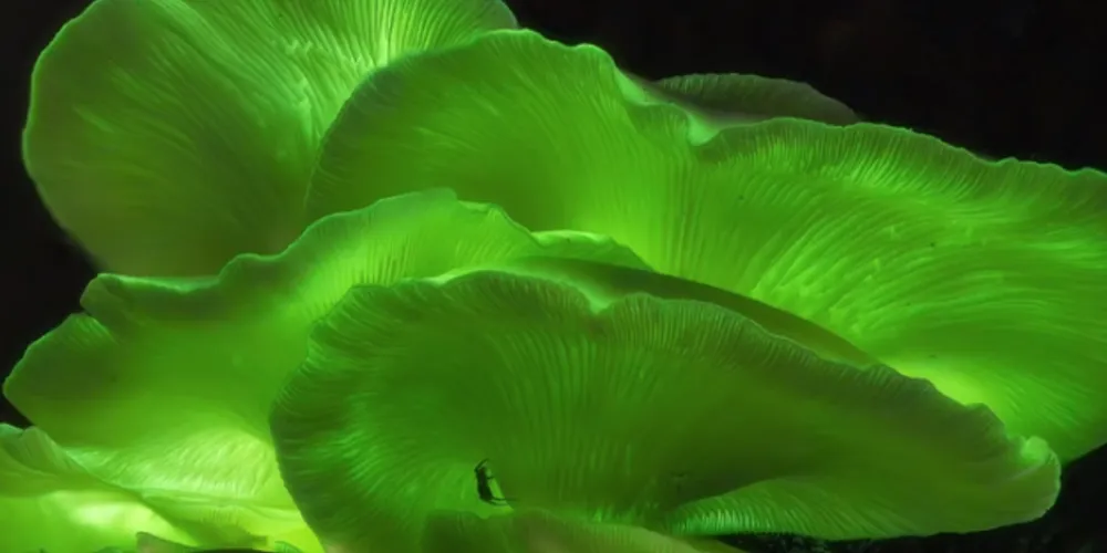 O espetáculo noturno que transforma a floresta em um cenário de magia natural