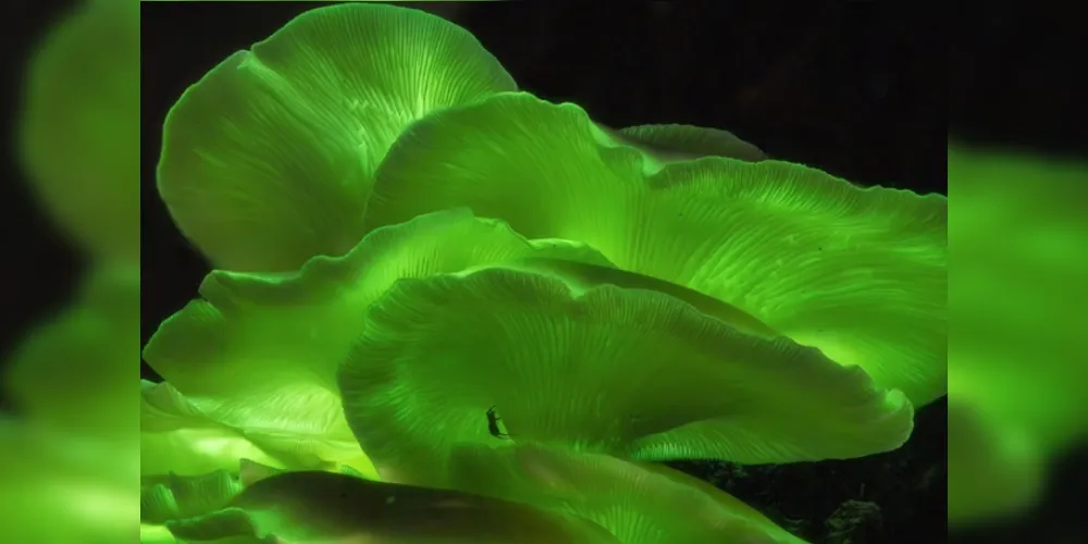 O espetáculo noturno que transforma a floresta em um cenário de magia natural