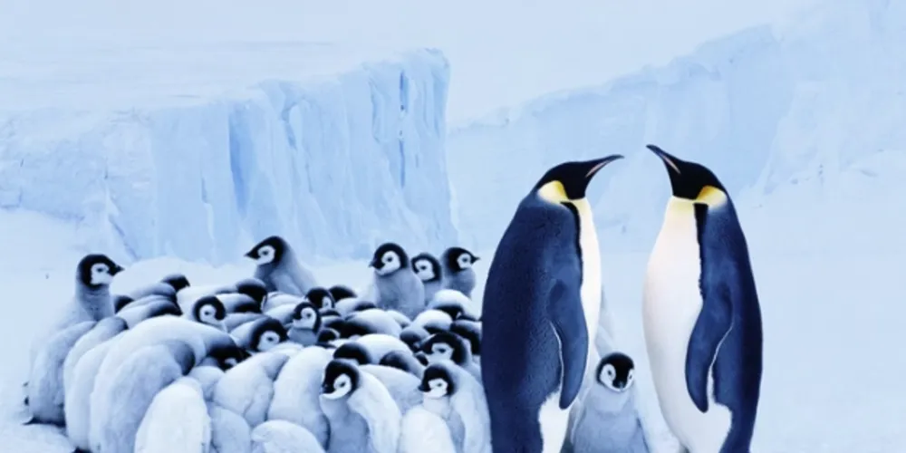 Um novo estudo revelou que as populações de pinguins-imperadores na Antártida encolheram cerca de 25% entre 2009 e 2023