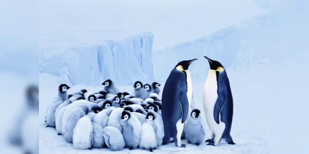 Um novo estudo revelou que as populações de pinguins-imperadores na Antártida encolheram cerca de 25% entre 2009 e 2023