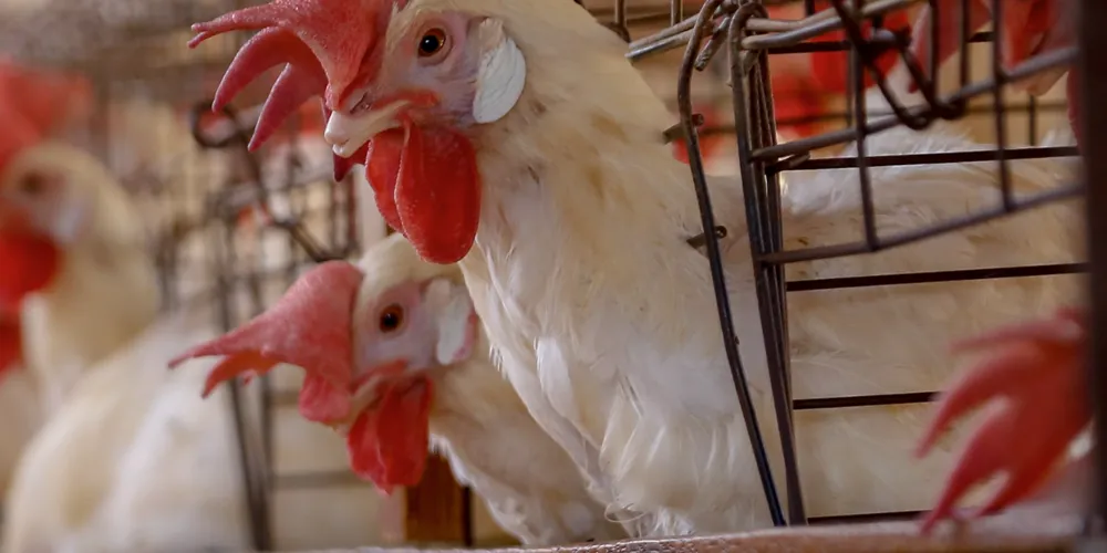 Orientação é que produtores, criadores e a própria população em geral notifiquem imediatamente qualquer morte súbita ou sinais de doença em aves