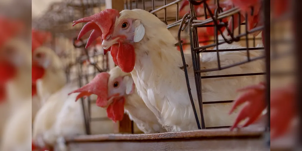 Orientação é que produtores, criadores e a própria população em geral notifiquem imediatamente qualquer morte súbita ou sinais de doença em aves