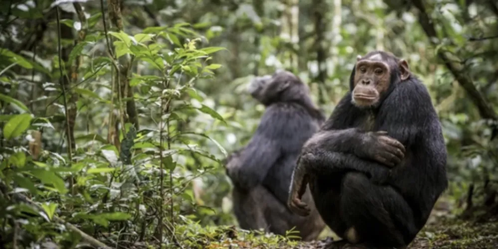 Macacos em seu habitat natural