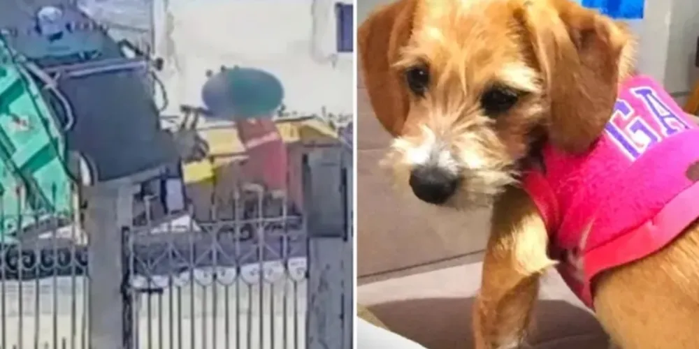 Agatha foi atropelada e arremessada no compactador de lixo em 9 de maio