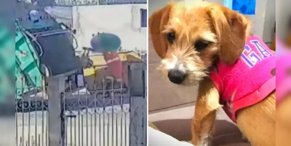 Agatha foi atropelada e arremessada no compactador de lixo em 9 de maio