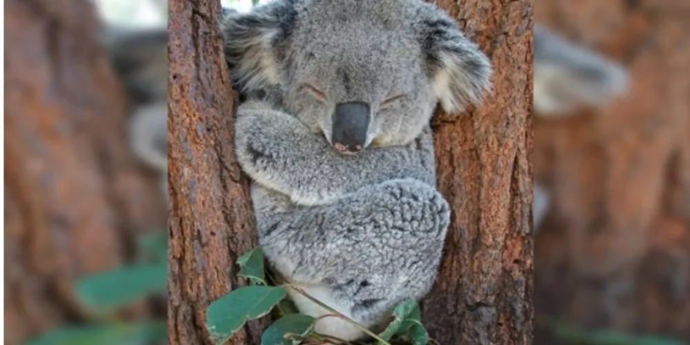 O animal é o símbolo do país e está na lista de vulneráveis à extinção