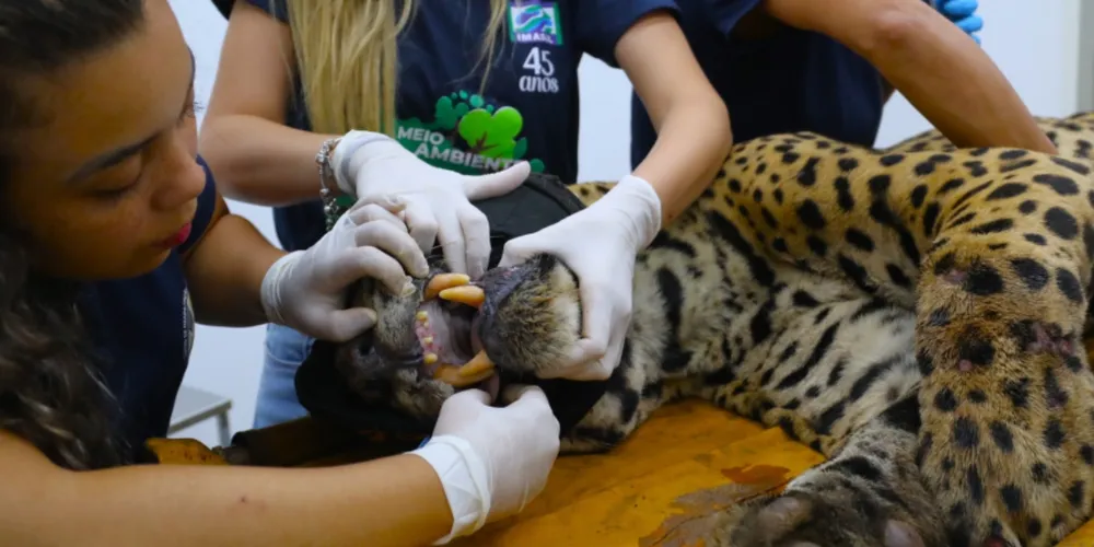 O destino do animal deve ser decidido no âmbito do programa