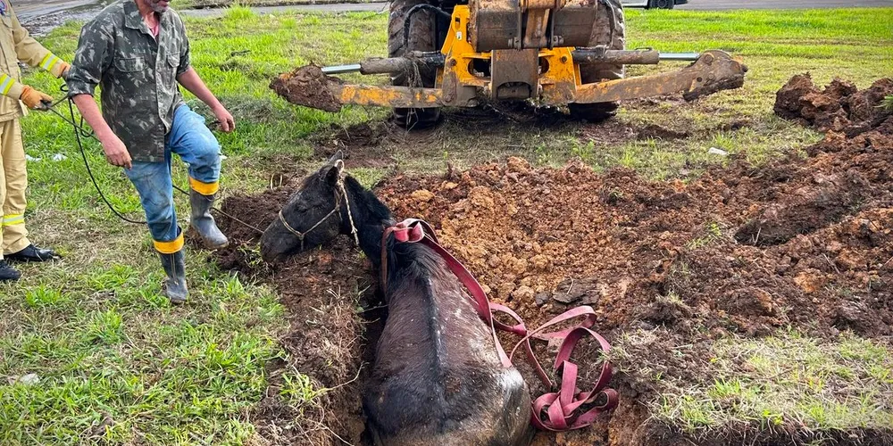 Animal caiu no buraco na tarde desta segunda-feira (9)