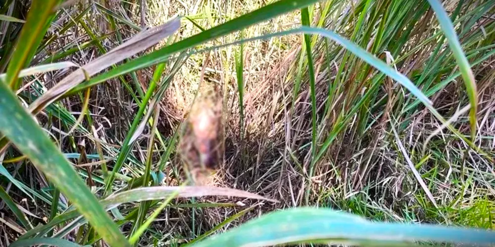 Corpo foi encontrado na última segunda-feira (16)